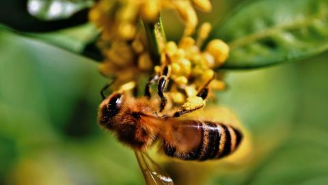 Imagen ilustrativa Abeja