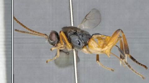 Avispa 'Microgaster godzilla' Avispa 'Microgaster godzilla'