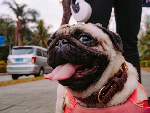¿Cómo transportar un perro si vas de viaje?