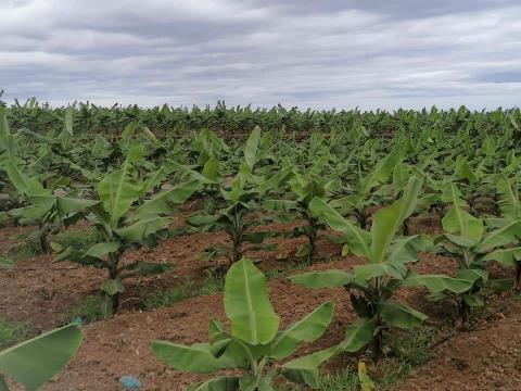 La Orotava. Tenerife. Fincas agrícolas. CanariasNoticias.es