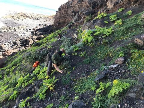 Cabildo de Gran Canaria. Protección de plantas. Semillas de Tomillones, Gildanas, Jarillas/ CanariasNoticias.es Cabildo de Gran Canaria. Protección de plantas. Semillas de Tomillones, Gildanas, Jarillas/ CanariasNoticias.es