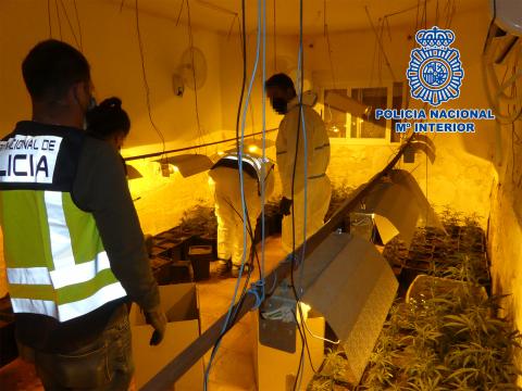 La Policía Nacional desmantela plantaciones de marihuana / CanariasNoticias.es La Policía Nacional desmantela plantaciones de marihuana / CanariasNoticias.es