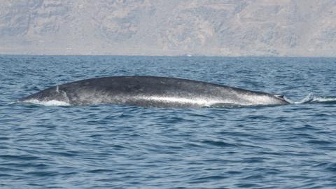 Ballena azul Ballena azul