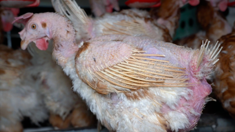 Denuncian el horror en una granja de gallinas enjauladas / Equalia Denuncian el horror en una granja de gallinas enjauladas / Equalia