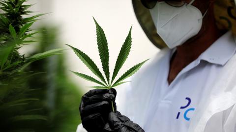 Propiedades terapéuticas del cannabis / Amir Cohen (Reuters) Propiedades terapéuticas del cannabis / Amir Cohen (Reuters)