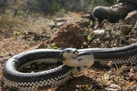 Culebra real de California / CanariasNoticias.es Culebra real de California / CanariasNoticias.es
