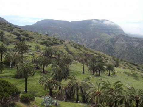 Palmerales. La Gomera/ canariasnoticias