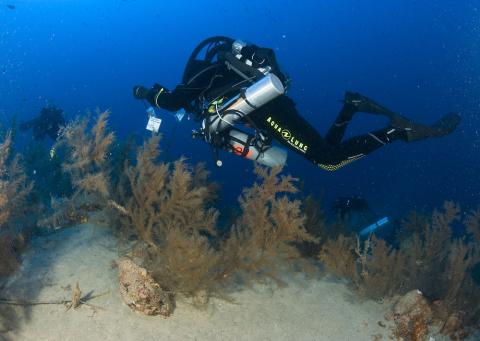 Investigadores de ABAS y LECOB delimitando las zonas de muestreo en el bosque de coral negro