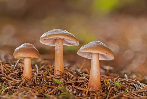 / adege (Pixabay) hongos