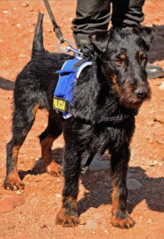 Nublo, agente canino de la Policía Local de Las Palmas de Gran Canaria/ canariasnoticias.es