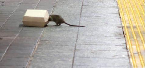 Ratas en San Bartolomé de Tirajana / CanariasNoticias.es Ratas en San Bartolomé de Tirajana / CanariasNoticias.es