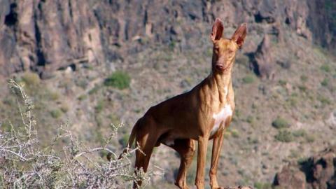 Perro de caza