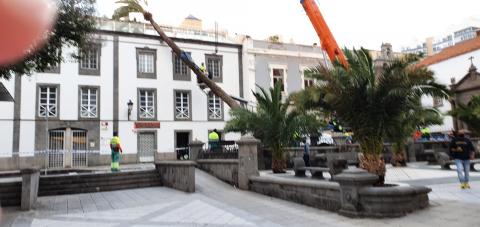 Palmera caída sobre una casa en la Alameda de Colón/ canariasnoticias Palmera caída sobre una casa en la Alameda de Colón/ canariasnoticias