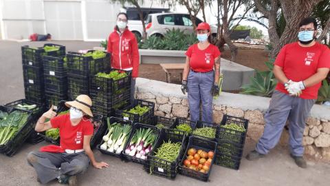 Cosecha solidaria del PFAE-GJ de Granadilla de Abona / CanariasNoticias.es