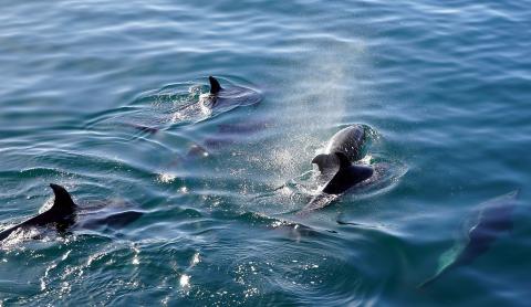/ Bernd Hildebrandt (Pixabay) Delfines