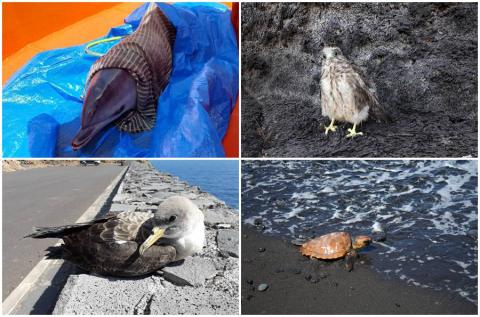 Centro de Rehabilitación de Fauna Silvestre. Cabildo de La Palma/ canariasnoticias