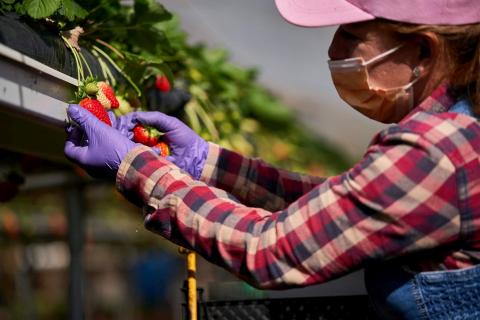 HiperDino comercializa fresas cultivadas en Canarias / CanariasNoticias.es