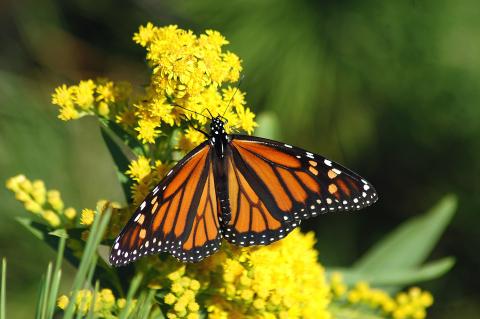 / Bill Barlow (Pixabay) Mariposa monarca