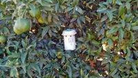 Mosqueros para frutas/ canariasnoticias Mosqueros para frutas/ canariasnoticias