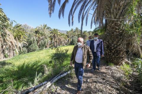 El Cabildo de Gran Canaria limpiará las palmeras y barrancos para prevenir incendios / CanariasNoticias.es El Cabildo de Gran Canaria limpiará las palmeras y barrancos para prevenir incendios / CanariasNoticias.es