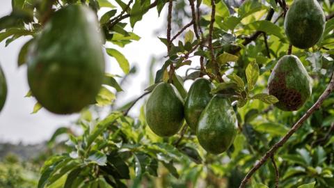 Aguacates. La Palma/ canariasnoticias Aguacates. La Palma/ canariasnoticias