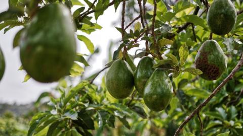 Aguacates. La Palma/ canariasnoticias