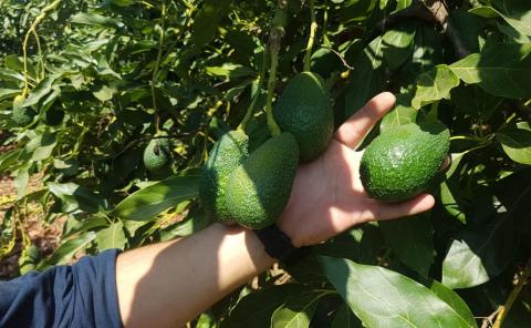 Imagen ilustrativa / CanariasNoticias.es Aguacates
