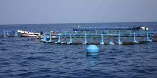 Jaulas marinas en las costas de San Bartolomé (Lanzarote) / CanariasNoticias.es Jaulas marinas en las costas de San Bartolomé (Lanzarote) / CanariasNoticias.es