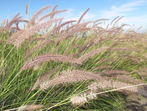 Rabo de gato (Pennisetum setaceum) Rabo de gato (Pennisetum setaceum)
