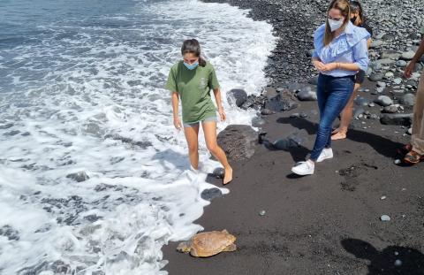 Suelta de tortuga en la Playa de Los Guirres en Tazacorte (La Palma) / CanariasNoticias.es