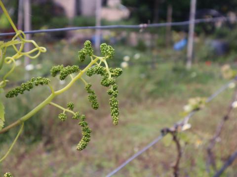 Consejo Regulador de Vinos de Gran Canaria / CanariasNoticias.es Consejo Regulador de Vinos de Gran Canaria / CanariasNoticias.es