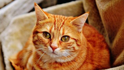Imagen ilustrativa Gato