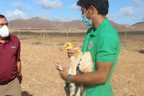 Guirre liberado en Fuerteventura / CanariasNoticias.es