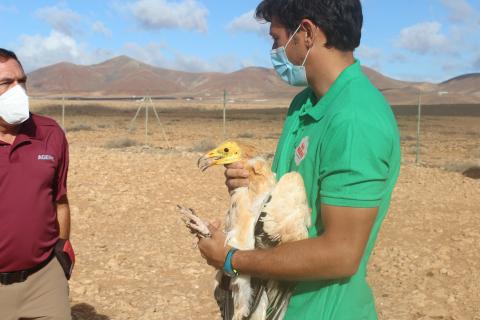 Guirre liberado en Fuerteventura / CanariasNoticias.es Guirre liberado en Fuerteventura / CanariasNoticias.es