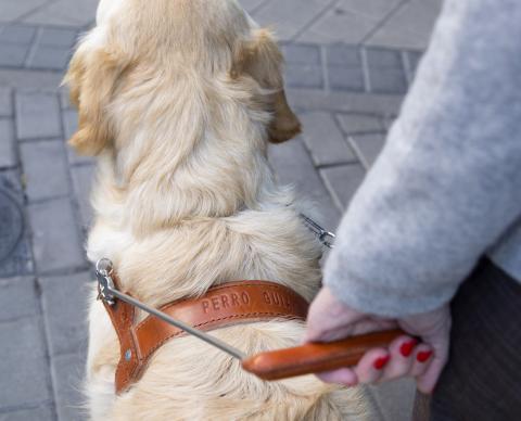 Perro guía / CanariasNoticias.es Perro guía