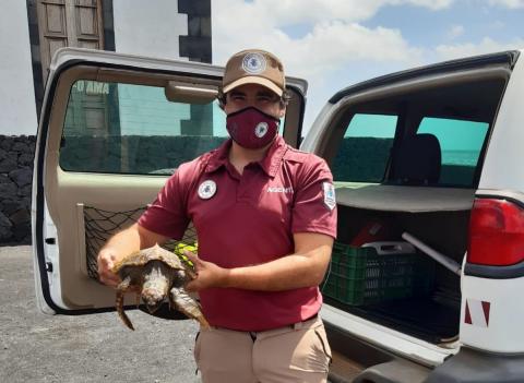 Tortuga rescatada. Fuencaliente. La Palma/ canariasnoticias Tortuga rescatada. Fuencaliente. La Palma/ canariasnoticias
