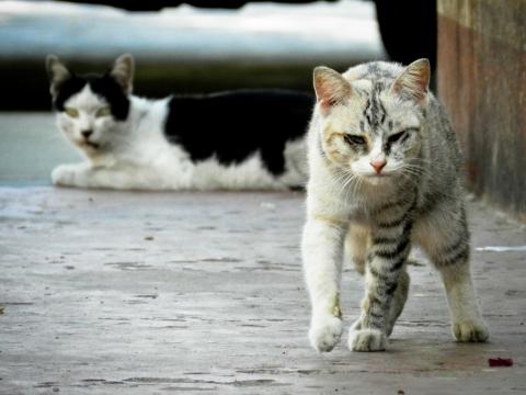 / Takeshi Hirano (Pixabay) Gatos