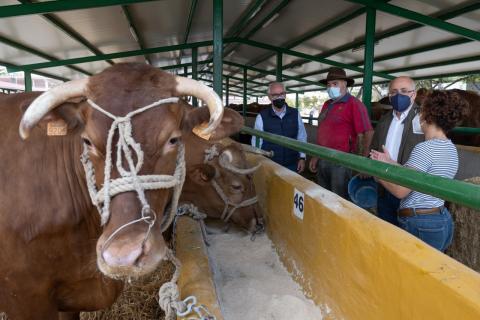 Feria de ganado/ canariasnoticias
