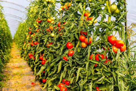 Cultivo de tomates en Canarias / CanariasNoticias.es