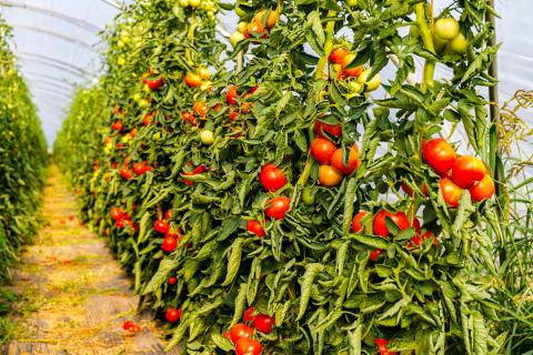 Cultivo de tomates en Canarias / CanariasNoticias.es Cultivo de tomates en Canarias / CanariasNoticias.es