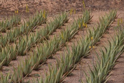 Cultivo de aloe vera en Canarias / CanariasNoticias.es Cultivo de aloe vera en Canarias / CanariasNoticias.es
