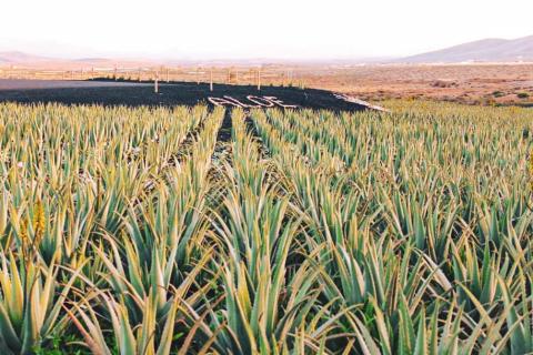 Cultivos de aloe vera en Fuerteventura / CanariasNoticias.es