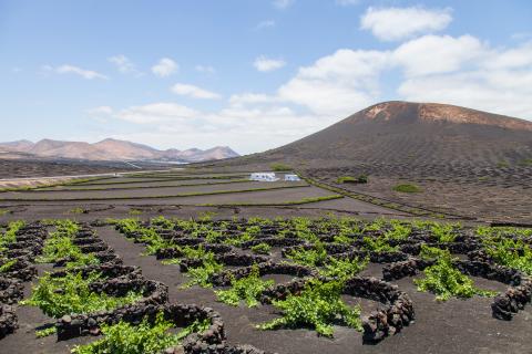 Viñedos en La Geria (Lanzarote) / CanariasNoticias.es Viñedos en La Geria (Lanzarote) / CanariasNoticias.es
