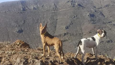 Perros de Caza/ canariasnoticias Perros de Caza/ canariasnoticias