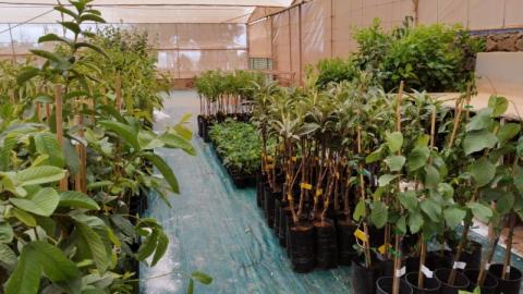 Campaña de Árboles frutales. Cabildo de Lanzarote/ canariasnoticias Campaña de Árboles frutales. Cabildo de Lanzarote/ canariasnoticias