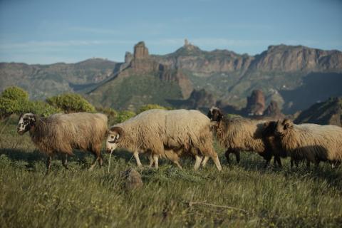 Ganadería en Canarias