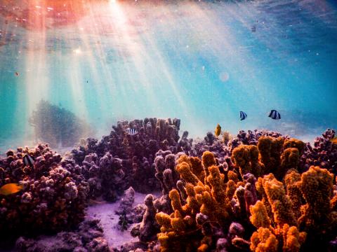 Gran Barrera de Coral de Australia