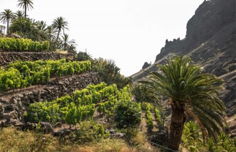 Viñedos en La Gomera / CanariasNoticias.es