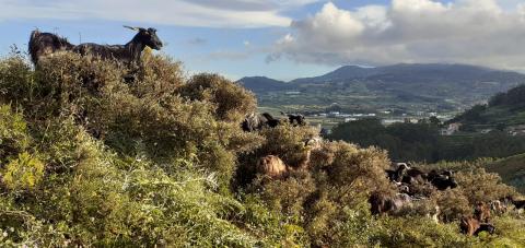 Espacio de pastoreo en La Laguna (Tenerife) / CanariasNoticias.es