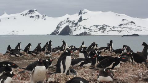 Una colonia de pingüino papúa en el sur de la Antártida